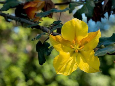 Kalifornisches Gold - der Flanellstrauch Fremontodendron californicum