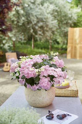 Girlanden-Hydrangea 'French Bolero' rosa