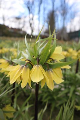 Kaiserkrone 'Early Sensation'