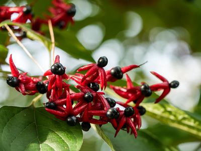 Japanischer Losbaum - exotisches Gehlz fr viele Grten