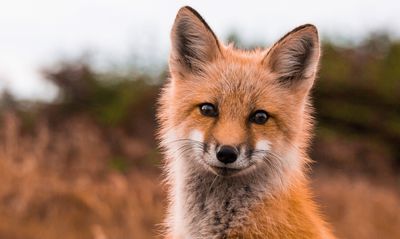 Fuchskot erkennen und fachgerecht entsorgen – so geht´s