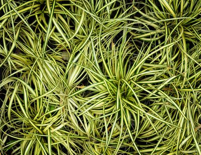 Schmalbl&auml;ttrige Segge (Carex stenophylla) &ndash; Pflanzen, Pflege &amp; Wirkung