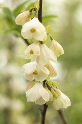 Halesia carolina Schneeglöckchenstrauch Halesia carolina Schneeglöckchenstrauch