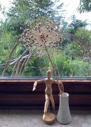 Bild zum Gartenstory Wettbewerb, Einsender: Judith Kindermann Allium christophii