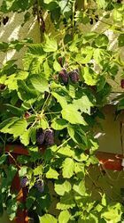 Bild zum Gartenstory Wettbewerb