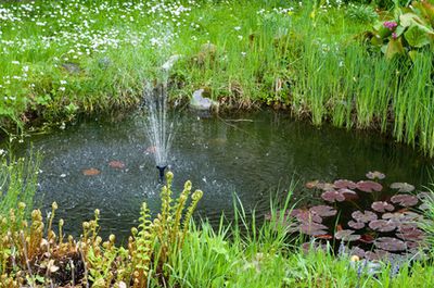 Teichpflanzen Arten &ndash; Ratgeber zu vielen Arten