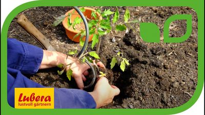 Video: Tomaten pflanzen im Garten - Tipps und Tricks für den Anbau