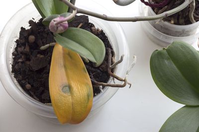 Orchidee bekommt gelbe Blätter – was ist zu tun?