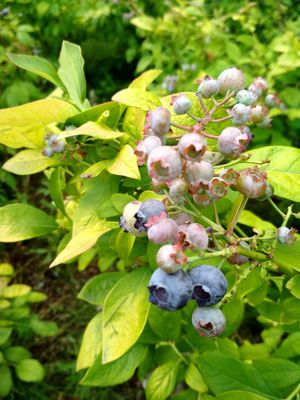 Heidelbeere Yelloberry Blue Lubera