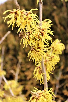 Gelb blhende Zaubernuss 'Arnold Promise', Hamamelis intermedie