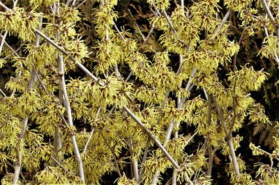 Zaubernuss, Hamamelis intermedia 'Westerstede'