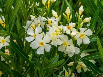 So msst ihr euren Oleander gieen - nasse Fe bevorzugt