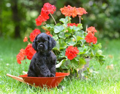 Geranien giftig fr Hunde, Katzen oder Menschen?