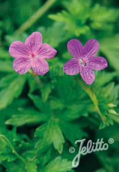 Geranium palustre