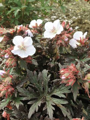 Geranium pratense 'Black'n White' (S)