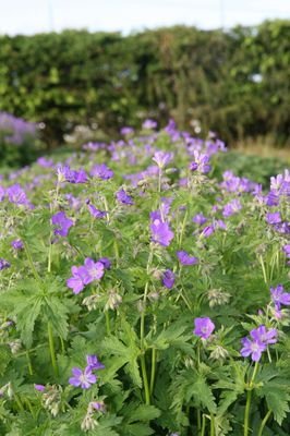 Geranium sylvaticum 'Mayflower'