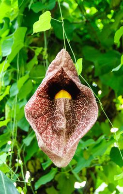 Gespensterblume Pflege & Vermehrung