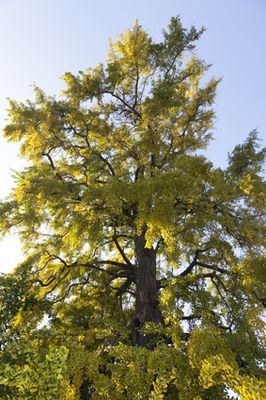 Ginkgobaum (Ginkgo biloba) Pflege &ndash; ab dem Pflanzen bis zum Schneiden und Vermehren