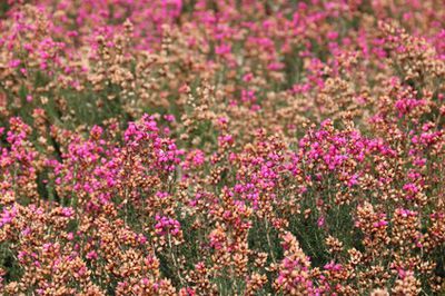 Glockenheide (Daboecia cantabrica) &#8211; Alles über Blüte, Pflanzung, Pflege und Schnitt