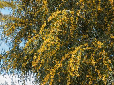 Goldakazie und Silberakazie - leuchtende Pompoms und Mimosenblätter