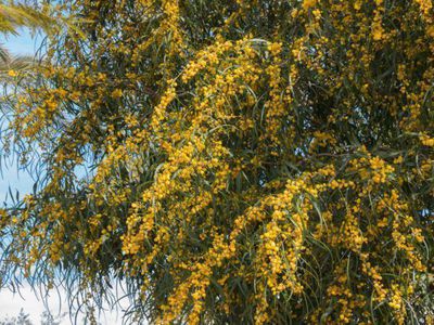 Goldakazie und Silberakazie - leuchtende Pompoms und Mimosenblätter