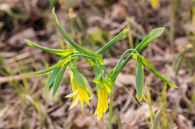 Goldglocke – Uvularia grandiflora – Pflanze / Staude mit Video
