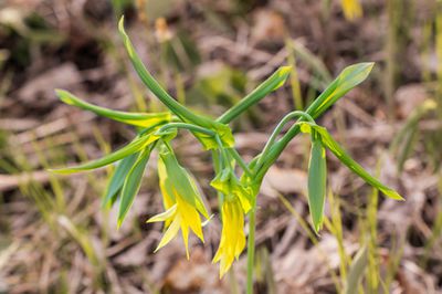 Goldglocke &ndash; Uvularia grandiflora &ndash; Pflanze / Staude mit Video