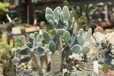 Opuntia microdasys &#8211; Pflege, Blte & Vermehrung des Kaktus