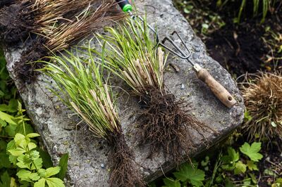 Grser teilen im Garten &#8211; Anleitung, Tipps und der richtige Zeitpunkt
