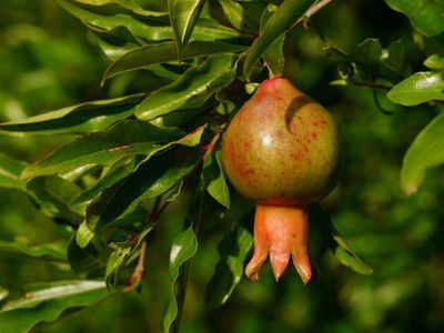 50 Samen Granatapfel Punica granatum Obstbume Essbare Bonsai-Pflanzen im... 