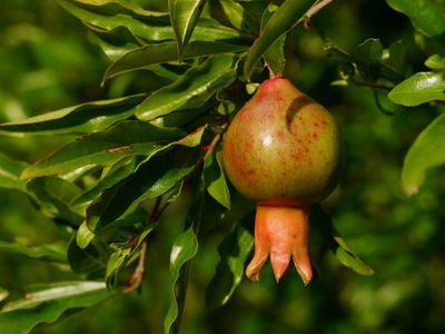 Wann ist der Granatapfelbaum winterhart?