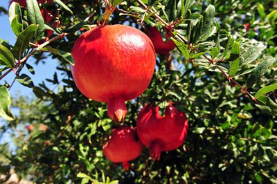 Granatapfel Pflege, Standort, Vermehrung & berwintern