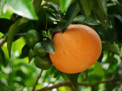 Citrus paradisi - Grapefruit pflanzen und ernten