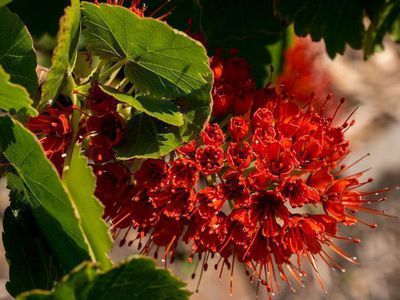 Der Natal-Honigstrauch Greyia sutherlandii - se Bltenschnheit vom Kap