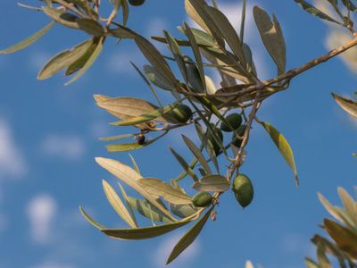 Wie ihr den Olivenbaum gießen müsst - im Sommer und Winter