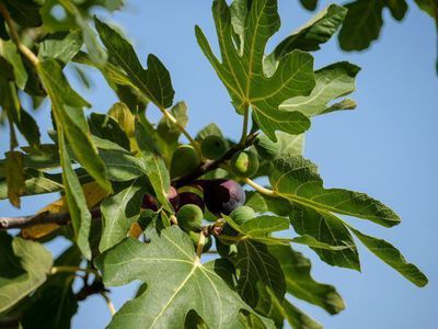 Einen Feigenbaum auspflanzen - die richtige Feige für jede Region
