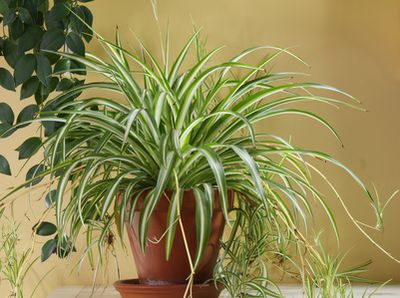 Grünlilie &#8211; Pflege der luftreinigenden Zimmerpflanze