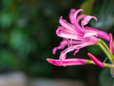 Die Guernseylilie Nerine bowdenii -filigrane Bltenschnheit