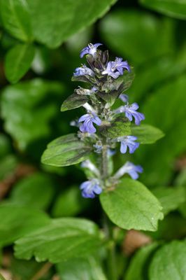 Kriechender G&uuml;nsel (Ajuga reptans) &ndash; Pflege und Standort