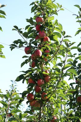 Apfelspalier nach dem Guyot-System