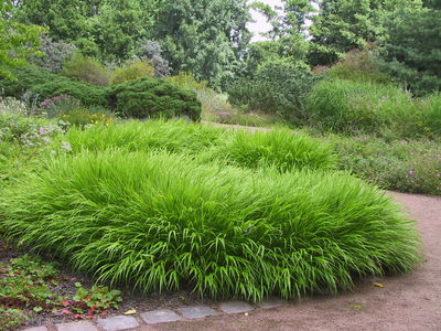 Hakonechloa