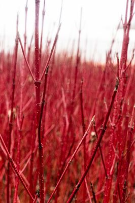 Cornus alba 'Elegantissima', Hartriegel, Tatarischer Hartriegel, Hinrichs, XXL Pflanzen