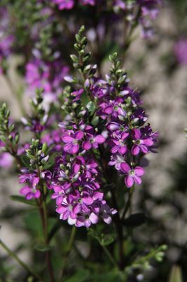 Hebe Garden Beauty Purple