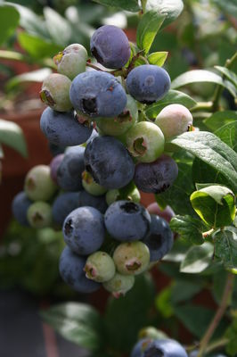 Heidelbeere Blueroma Heidelbeere Blueroma