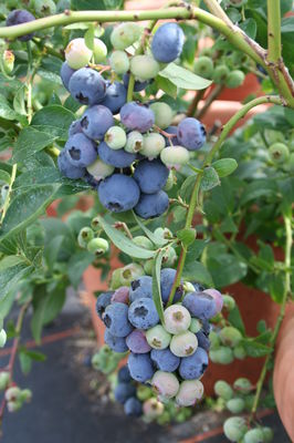 Heidelbeere Blueroma Heidelbeere Blueroma