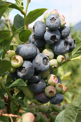 Heidelbeere Blueroma Heidelbeere Blueroma