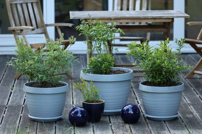 Vaccinium corymbosum, Heidelbeeren im Topf, Heidelbeeren, Bueroma, Hortblue Petite, Sunshine Blue