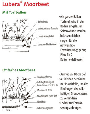 Heidelbeere Moorbeet mit Torfballen