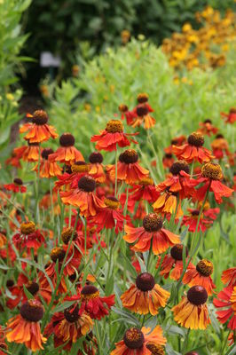 Helenium x cultivars 'Moerheim Beauty'