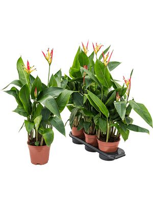 Heliconia 'Hawaii', Gelb, im 17cm Topf, Hhe 60cm, Breite 30cm